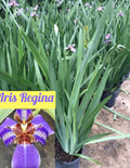 Regina Iris